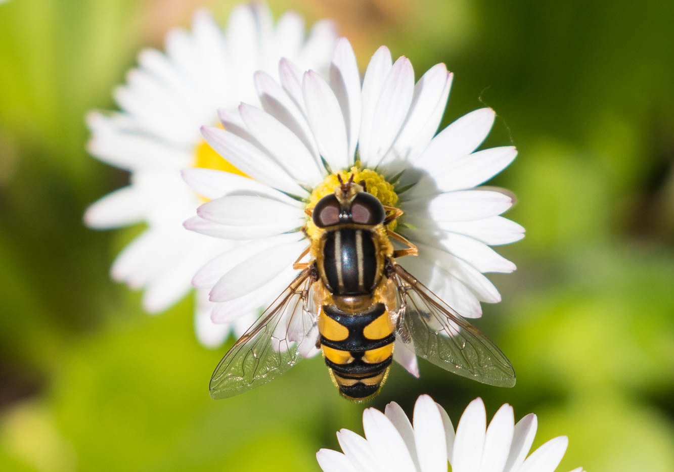 Bellis Med Svirreflue. Foto: Flickr / Andrew Reding Kopier