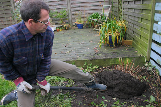 Opgravning af fjerbusk. Foto: Frank Kirkegaard
