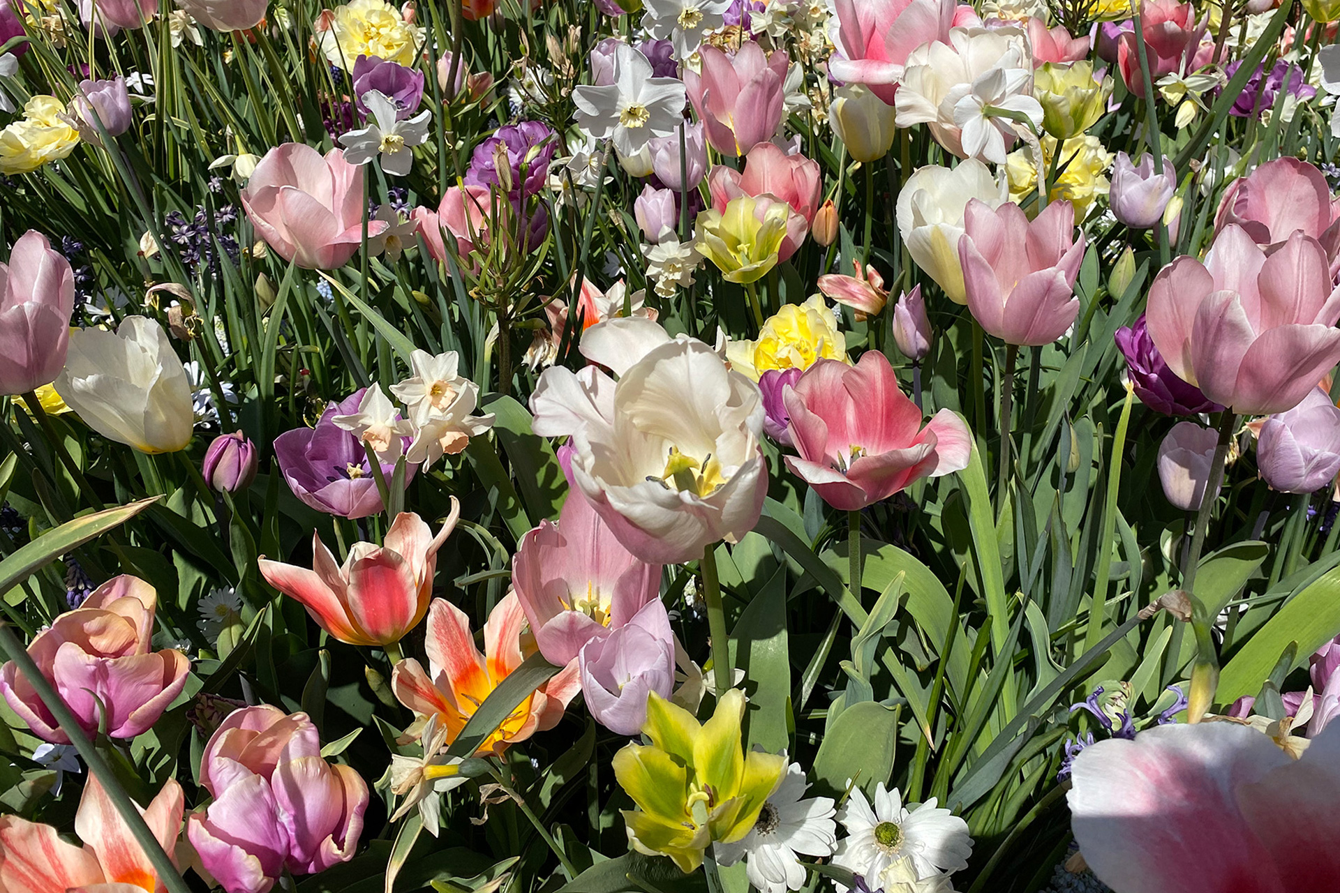Tulipanbed i Keukenhof. Foto: Haveselskabet