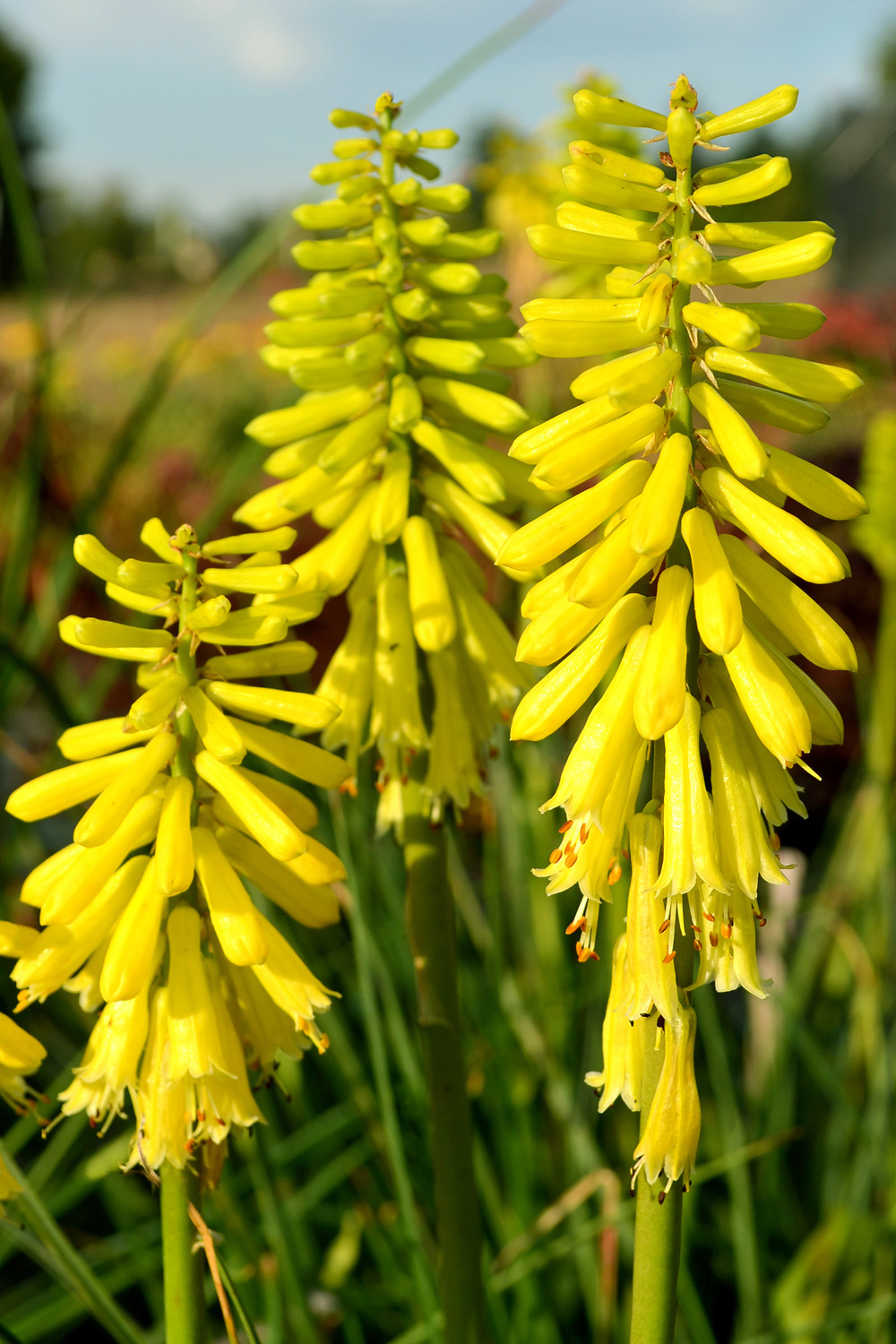 Raketblomst, Kniphorfia 'Lemon Popsicle'. Foto: Hennecke Stauder
