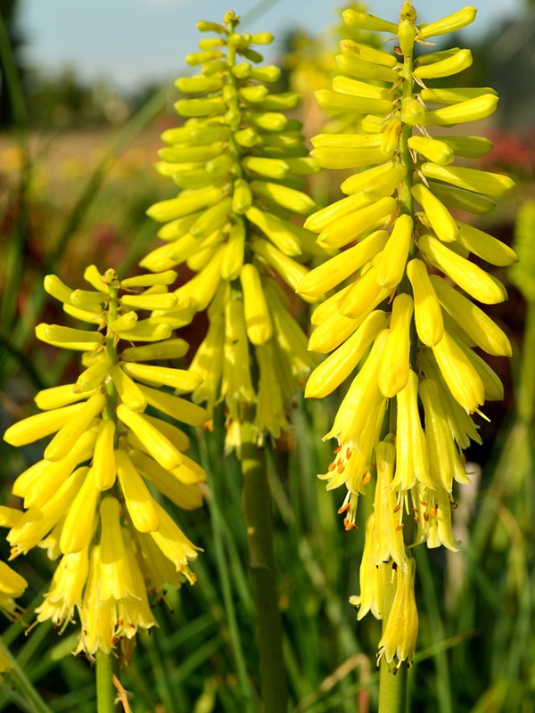 Raketblomst, Kniphorfia 'Lemon Popsicle'. Foto: Hennecke Stauder