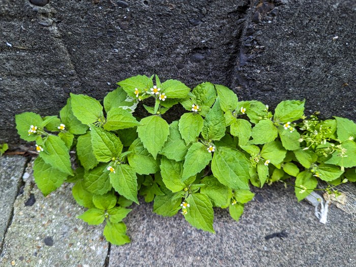 Kortstråle,  Foto: Flickr / Sam Thomas