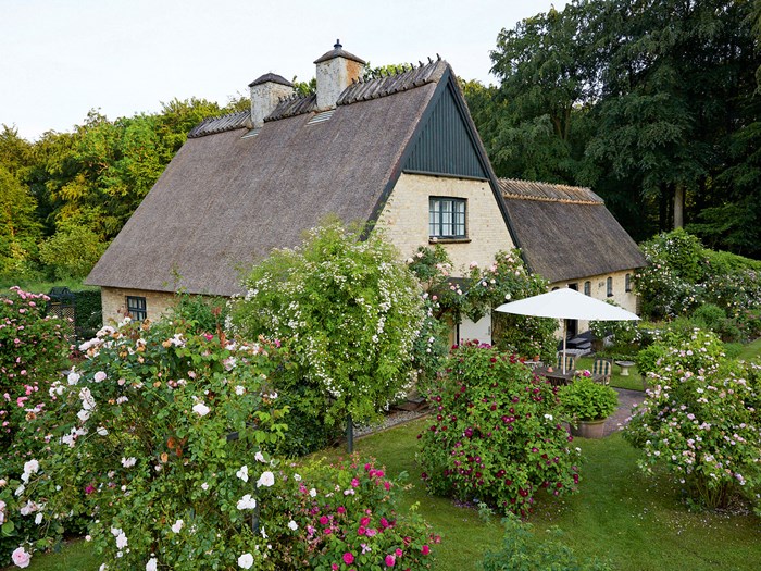 Peter Ørum Schergs rosenhave. Foto: Thomas Evaldsen