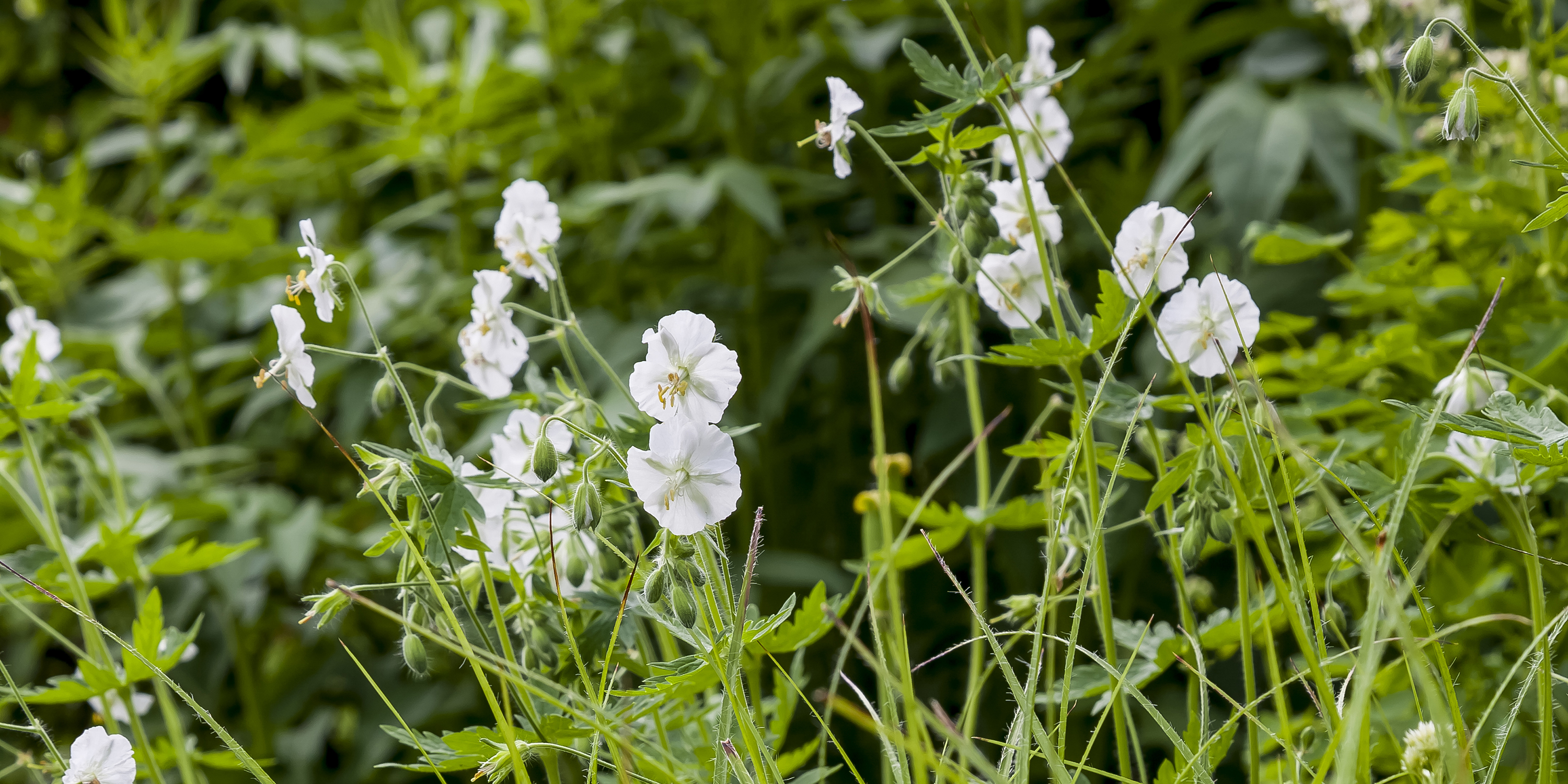 Bølgekronet storkenæb, Geranium phaeum 'Album'. Foto: Marianne Folling