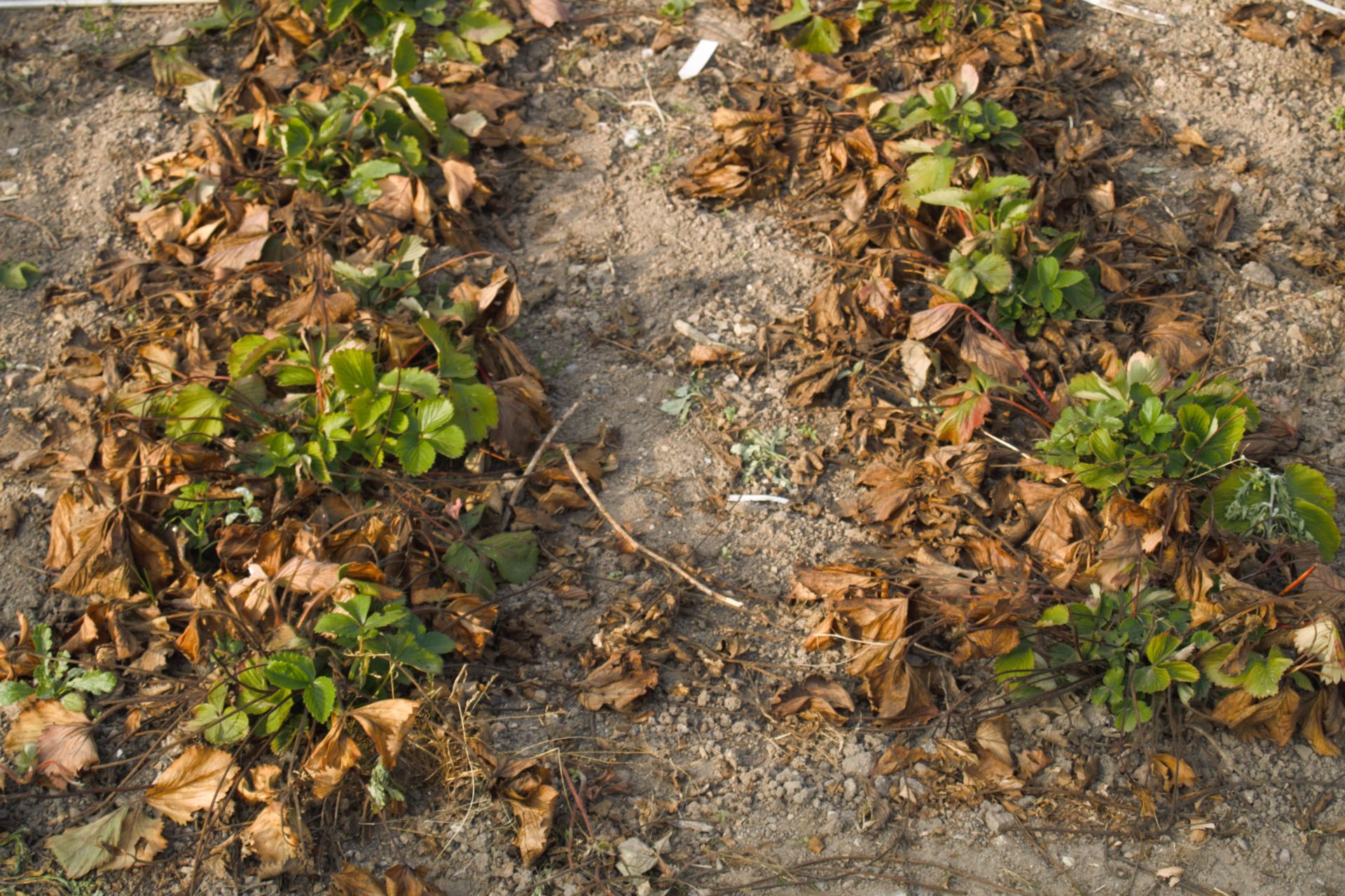 Jordbærplanter angrebet af kransskimmel, Verticillium sp. Foto: Magnus Gammelgaard