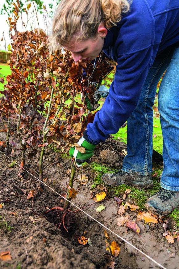 Når du planter hæk med barrodsplanter, skal du grave en rende, som du sætter planterne ned i. Foto: Lene K.