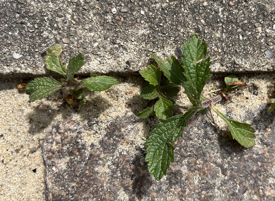 Kæmpejernurt, Verbena bonariensis. Foto: Haveselskabet
