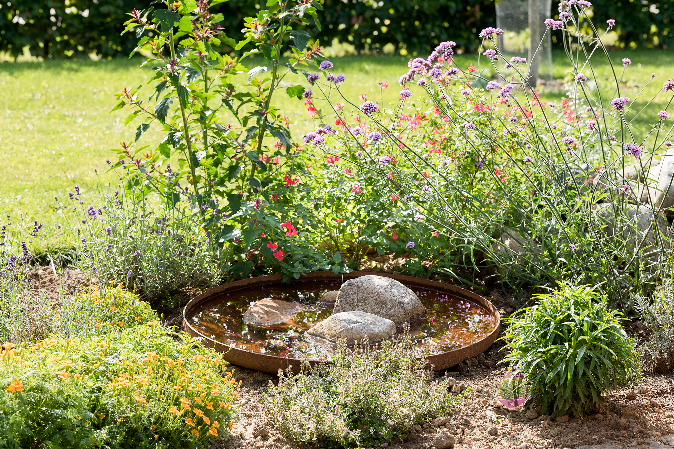 Et lille vandbassin til glæde for insekter. Foto: Ann Malmgren