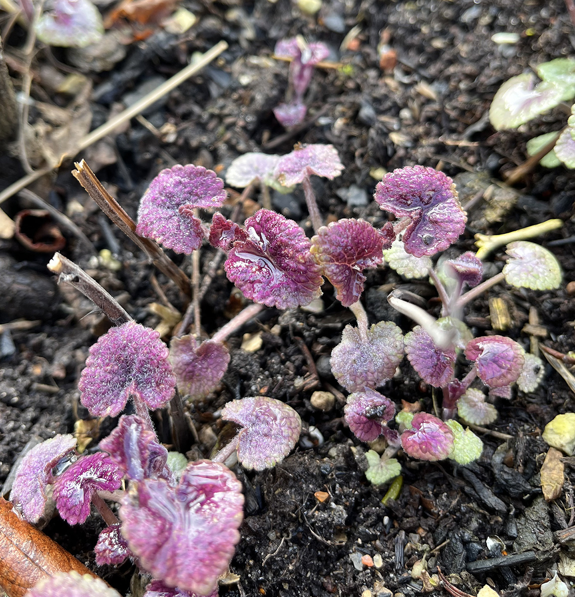Spæde skud af indianermynte, Agastache. Foto: Haveselskabet