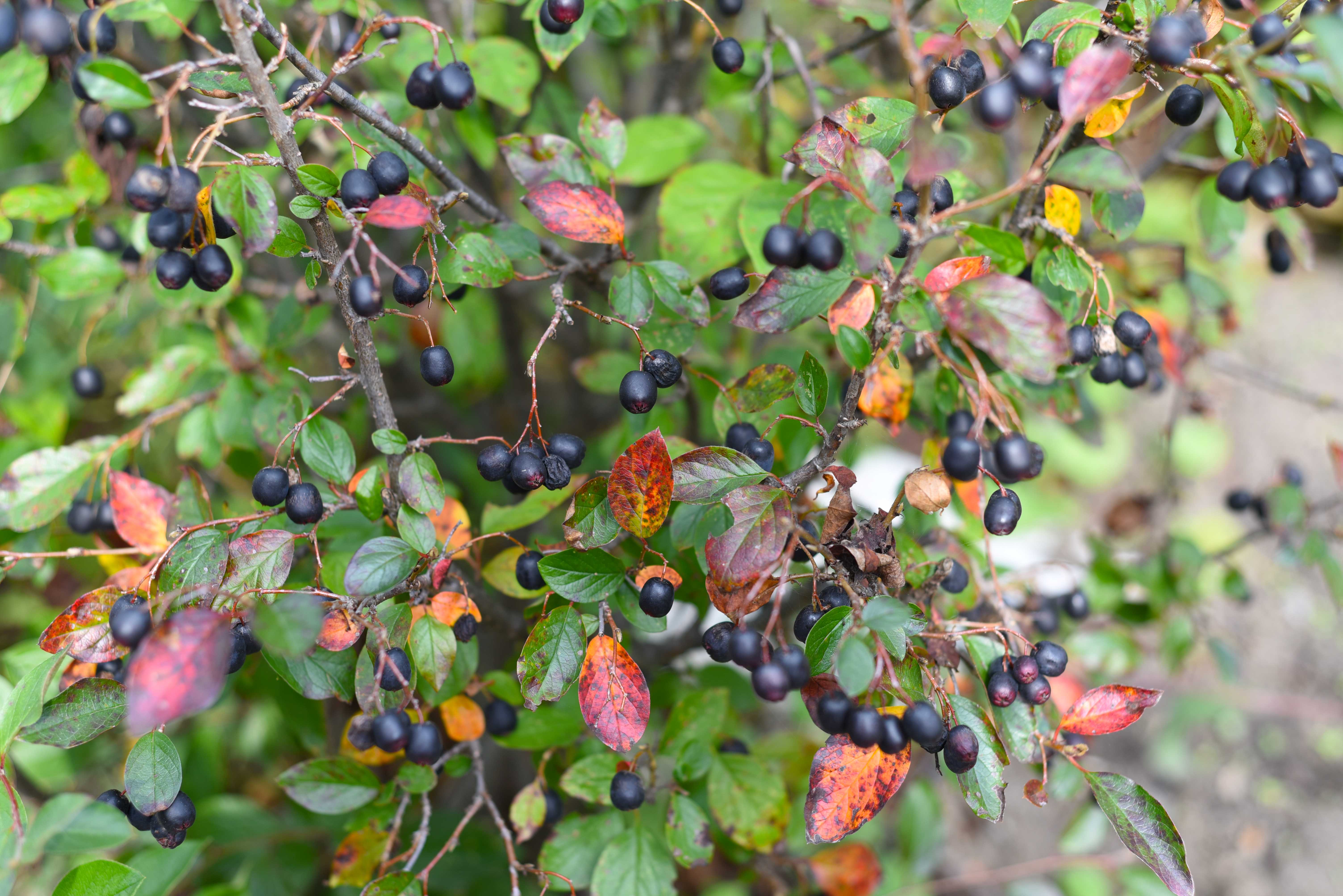 Glansdværgmispel, Cotoneaster lucidus. Foto: iStock