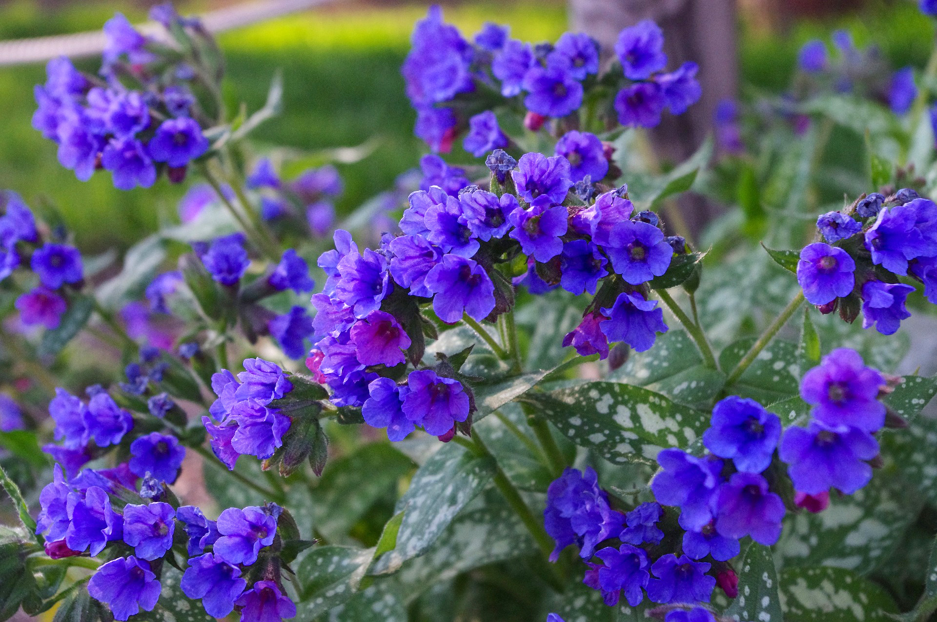 Lungeurt, Pulmonaria. Foto: Pixabay