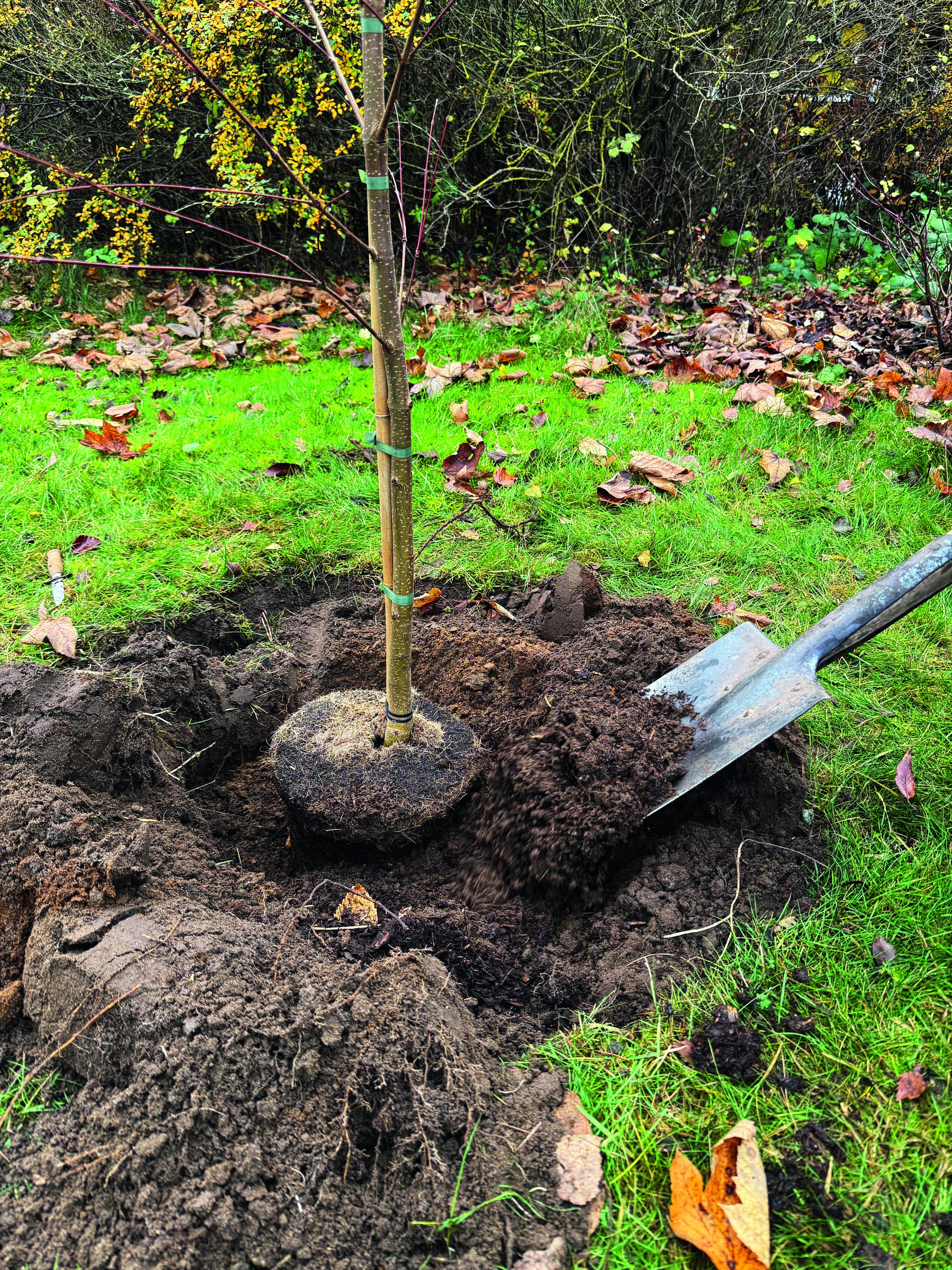 Plantning af træ i efteråret. Foto: Haveselskabet