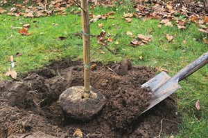 Plantning af træ i efteråret. Foto: Haveselskabet
