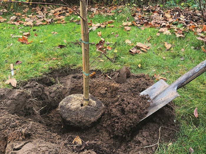 Plantning af træ i efteråret. Foto: Haveselskabet