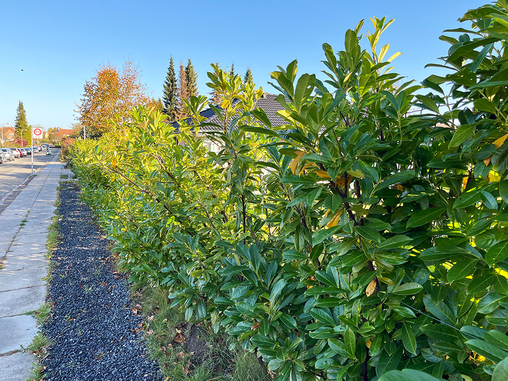 Laurbærkirsebær, Prunus laurocerasus. Foto: Haveselskabet