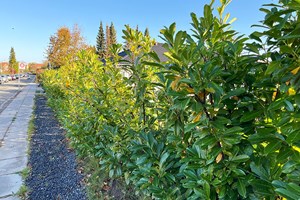 Laurbærkirsebær, Prunus laurocerasus. Foto: Haveselskabet