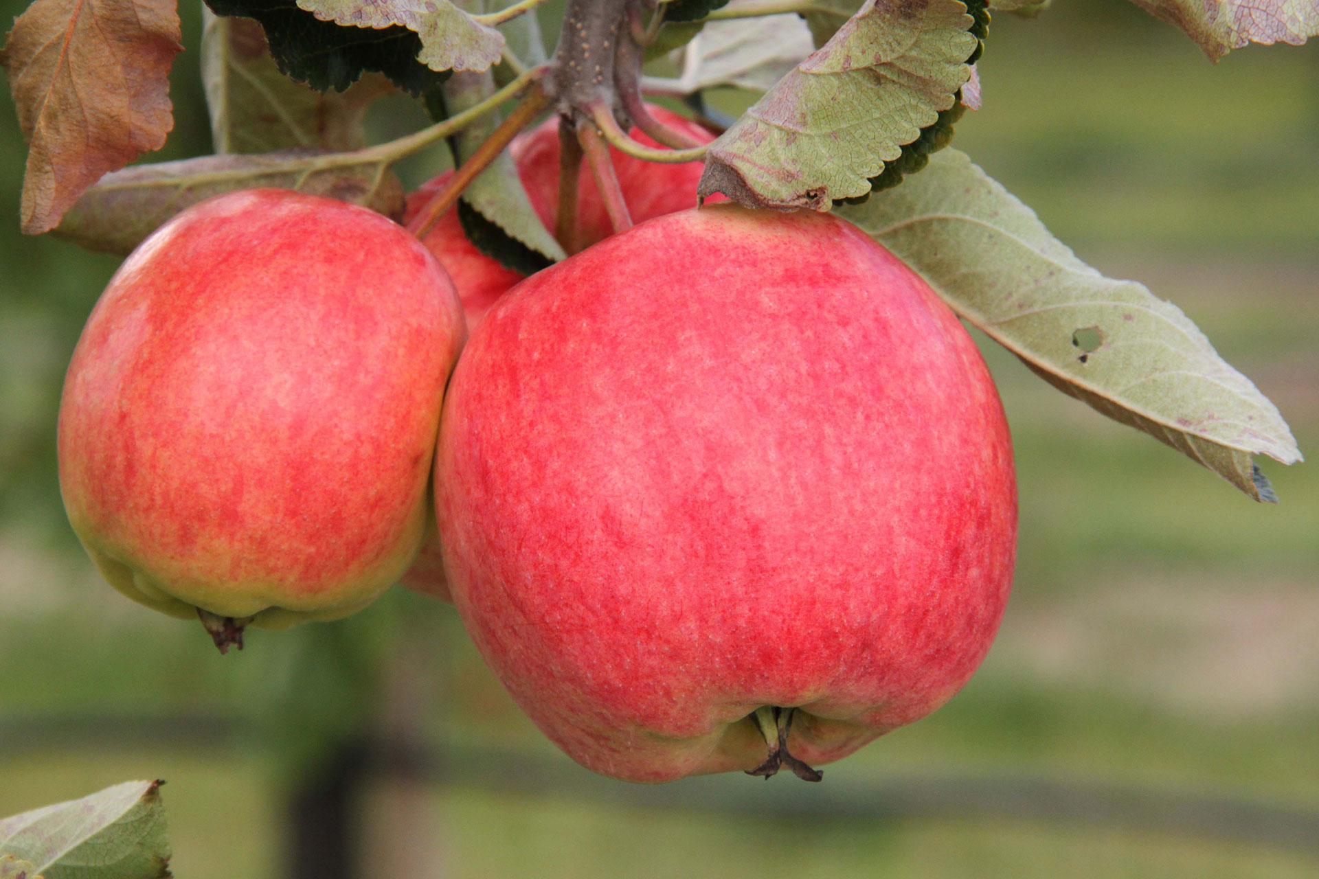 Æble 'Nanna' Maren Korsgaard