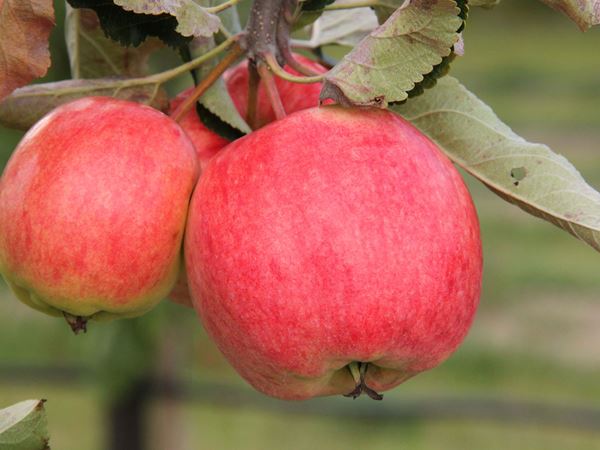 Æble 'Nanna' Maren Korsgaard