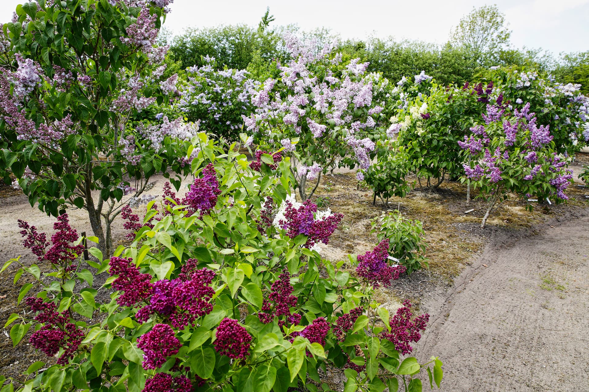 Syren - Læs om dyrkning og gode sorter med Haveselskabet