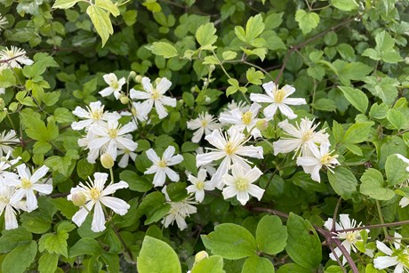 Klematis, Clematis 'Paul Farges' SUMMER SNOW. Foto: GC PLant