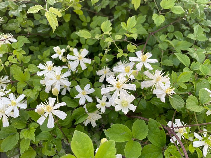 Klematis, Clematis 'Paul Farges' SUMMER SNOW. Foto: GC PLant