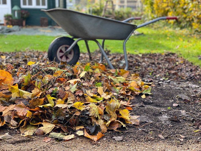 Haveselskabets 5 gode gøremål i haven i november