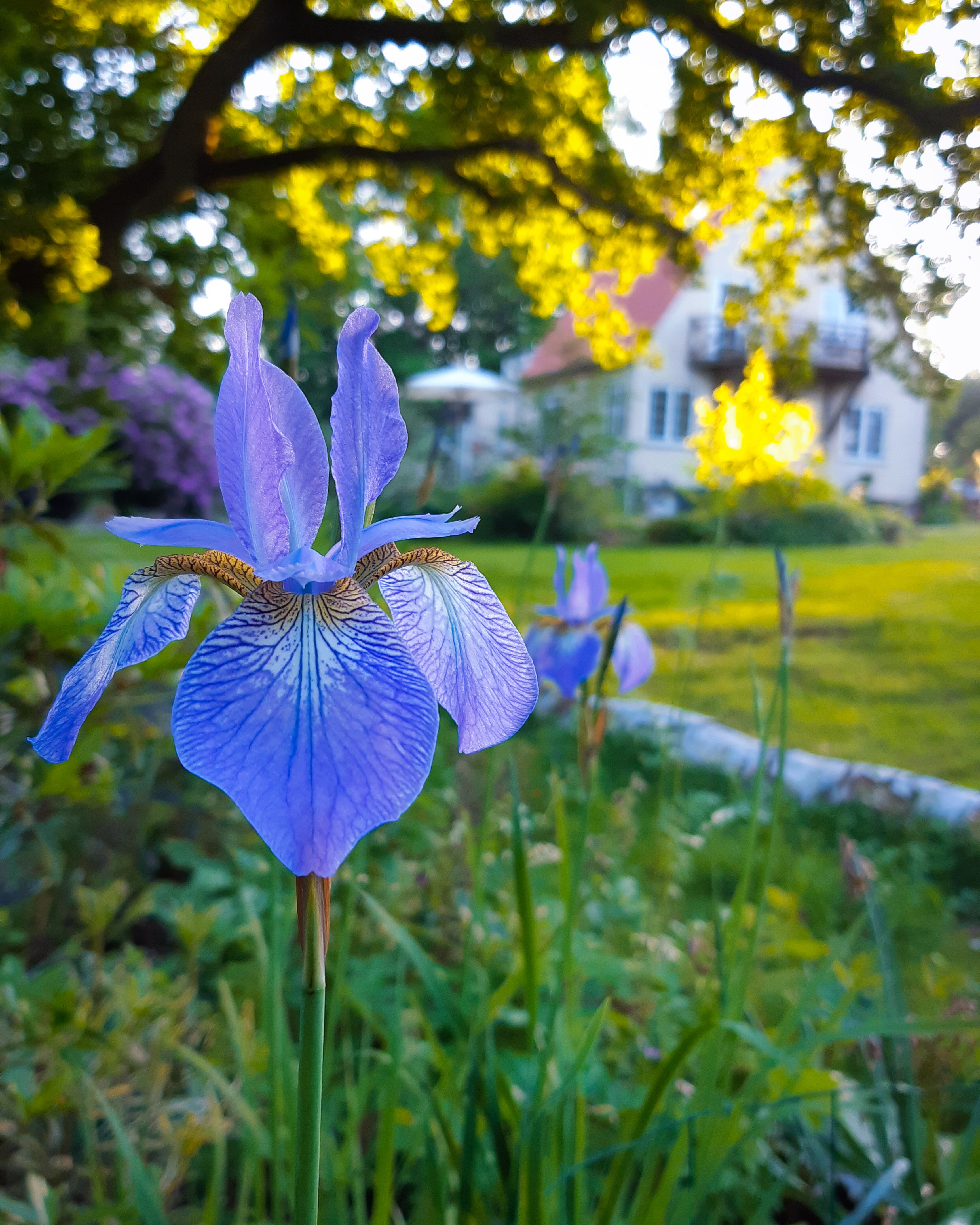 Sibirisk iris, Iris sibirica. Foto: Haveselskabet
