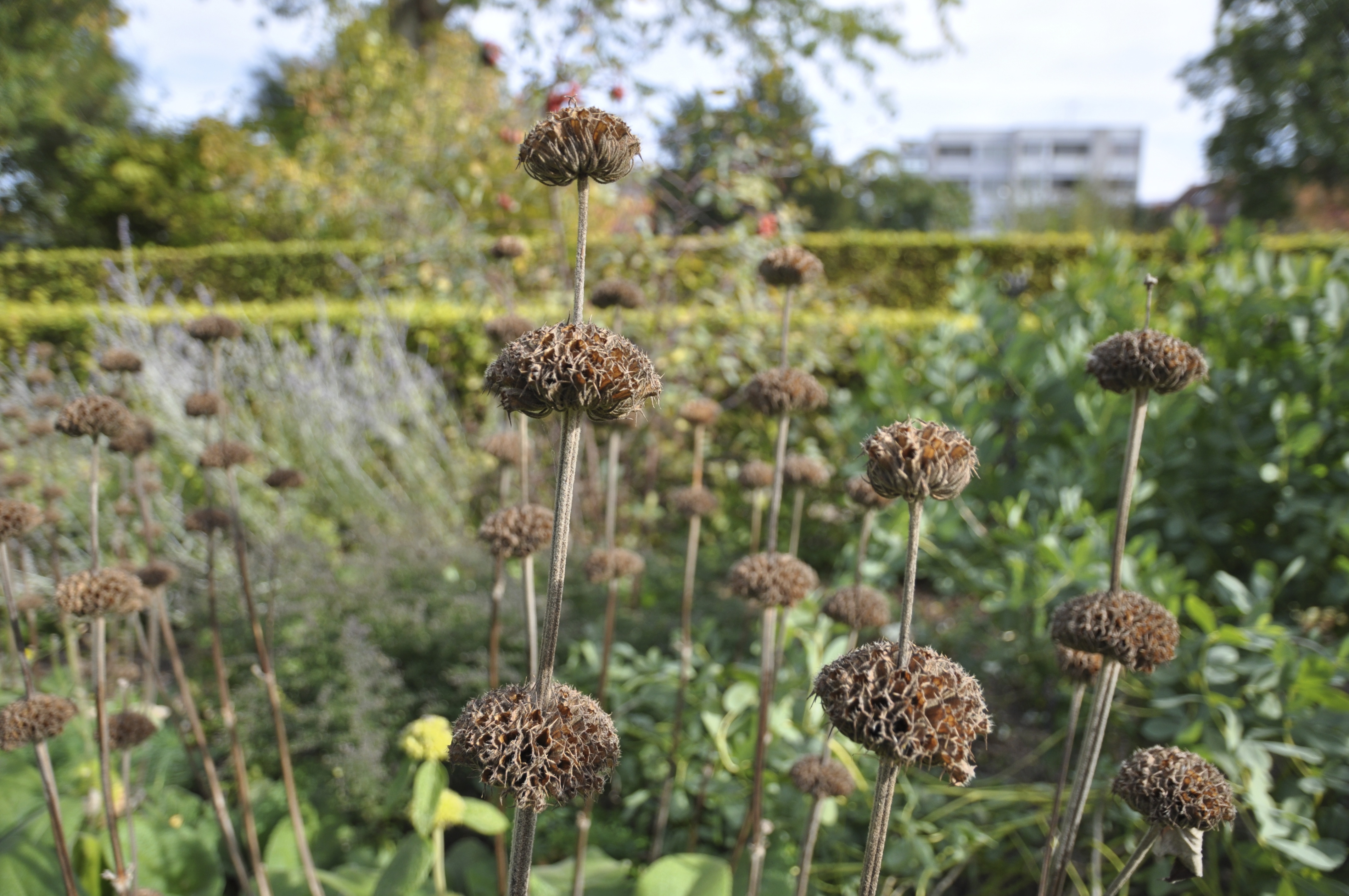 Blomsterstanden fra løvehale står tilbage efter blomstring. Foto: Haveselskabet