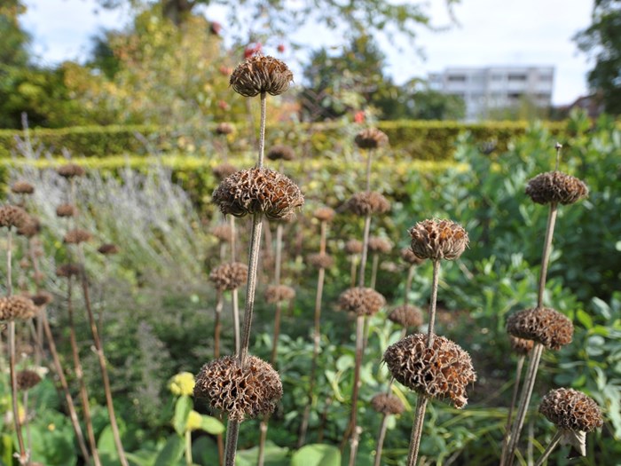 Blomsterstanden fra løvehale står tilbage efter blomstring. Foto: Haveselskabet