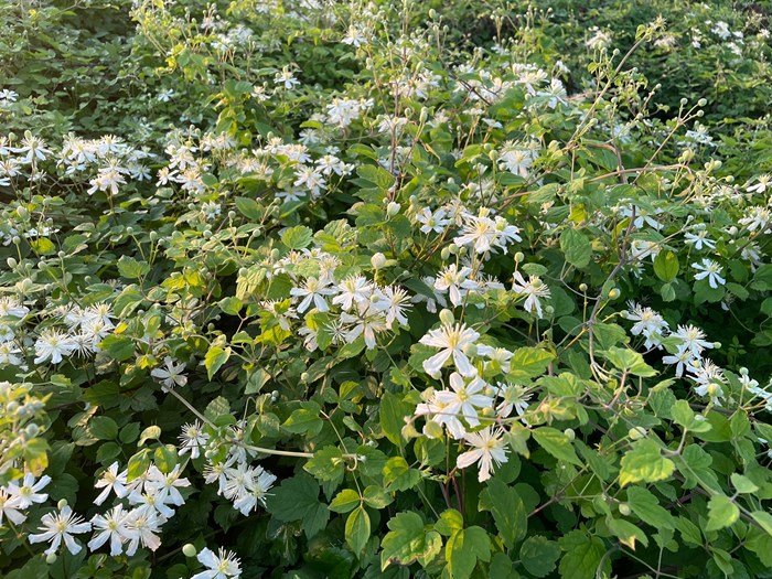 Klematis, Clematis 'Paul Farges' SUMMER SNOW. Foto: GC PLant