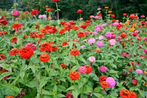 Zinnia