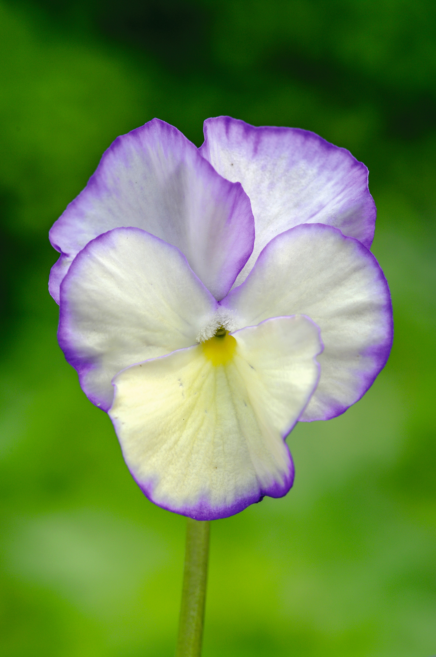 Den duftende 'Rebecca' har en rigtig god vækstform og rig blomstring. Foto: Birgit Husted Bendsten