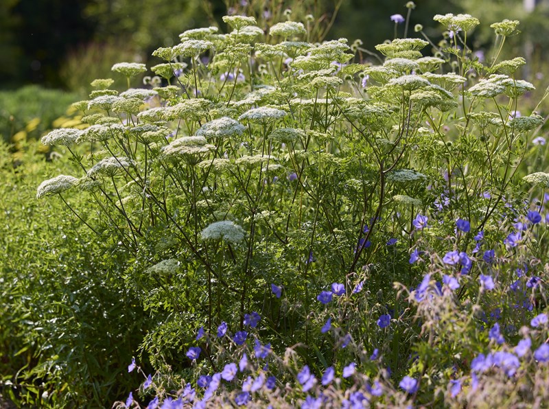Baltisk persille svæver i bedet hos Dorthe Winther - det kan du læse mere om i Haven nr. 2, 2026. Foto: Mette Krull