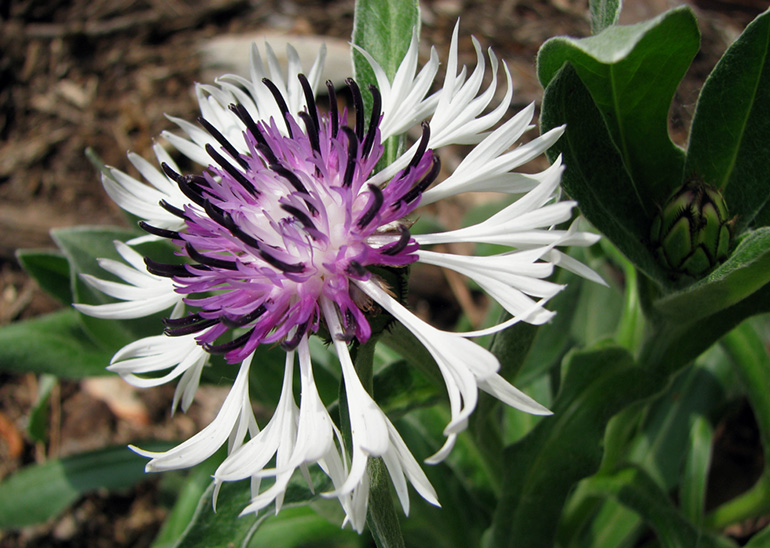 Bjergknopurt, Centaurea montana 'Amethyst in Snow'. Foto: Flickr