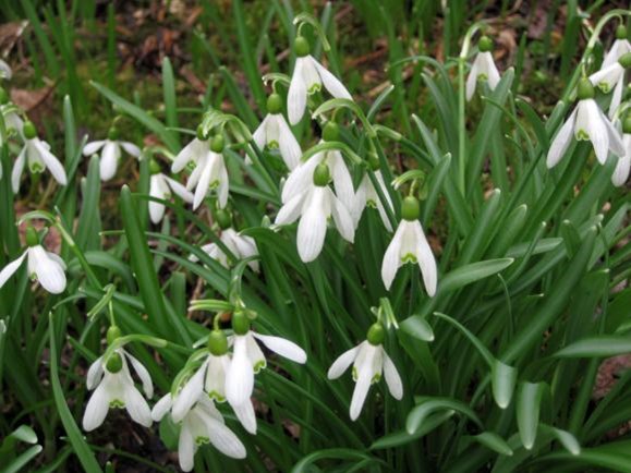 Vintergækker. Foto: Flickr