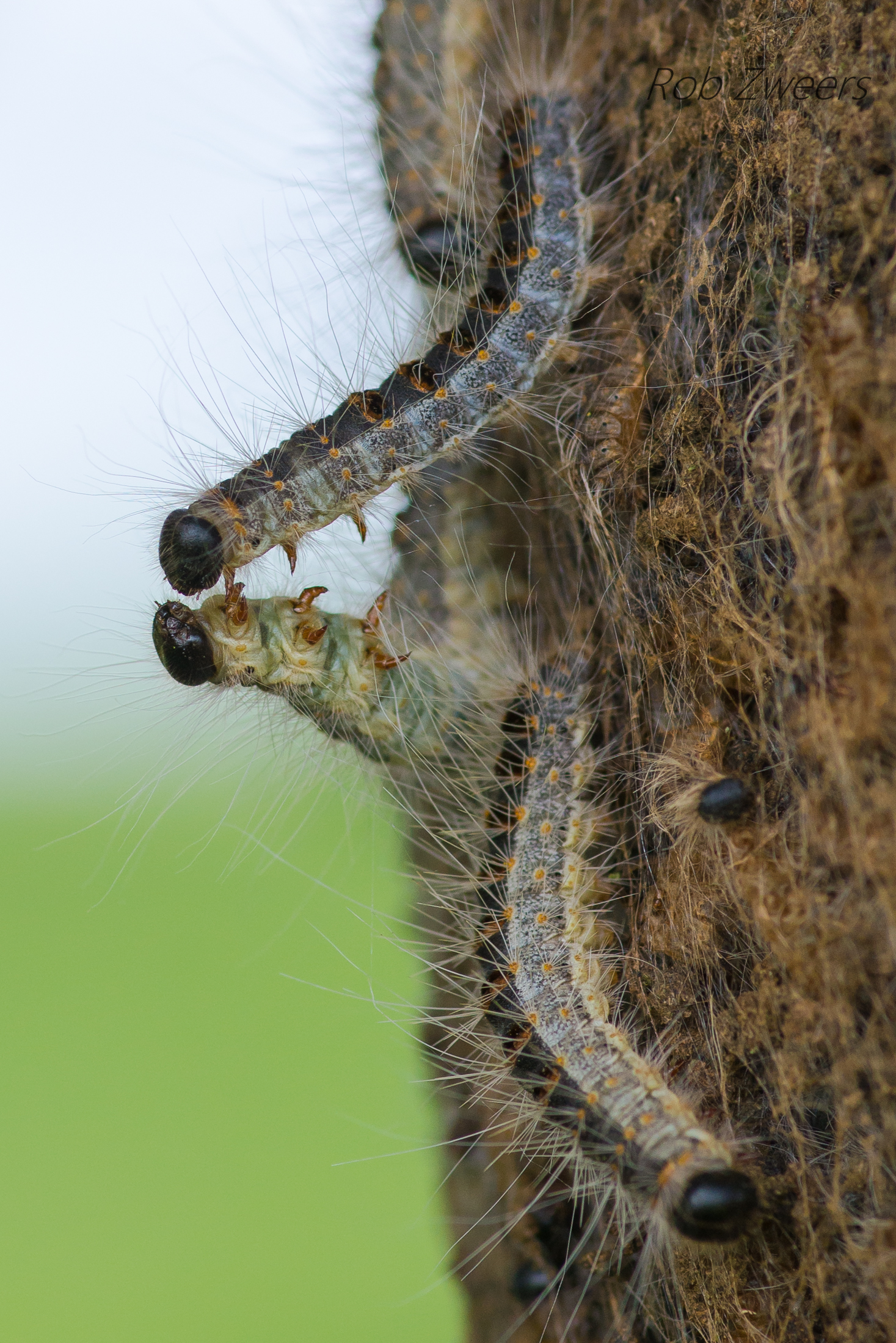 Egeprocessionsspindere: Foto: Flickr/ Rob Zweers