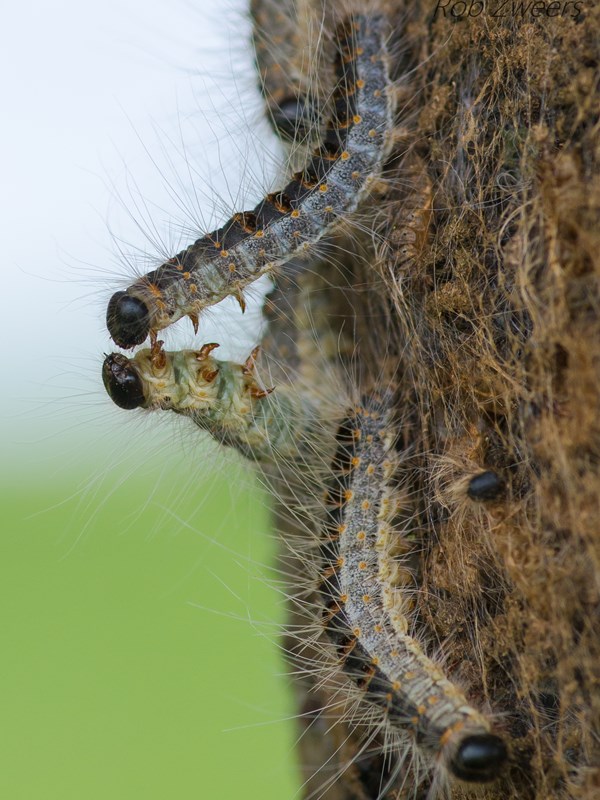 Egeprocessionsspindere: Foto: Flickr/ Rob Zweers