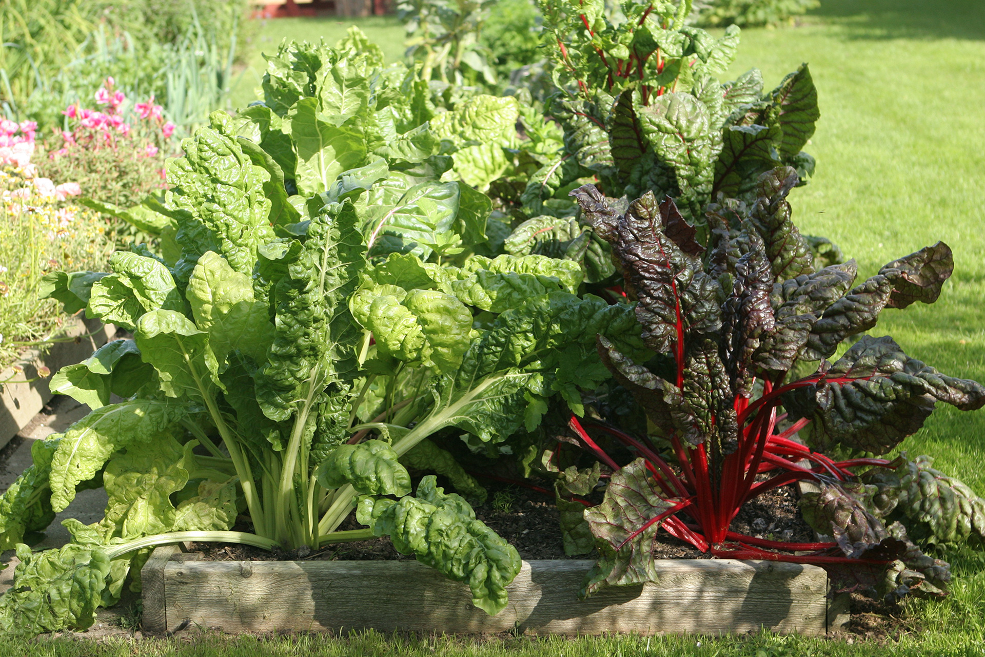 Bladbeder Foto: Karna Maj