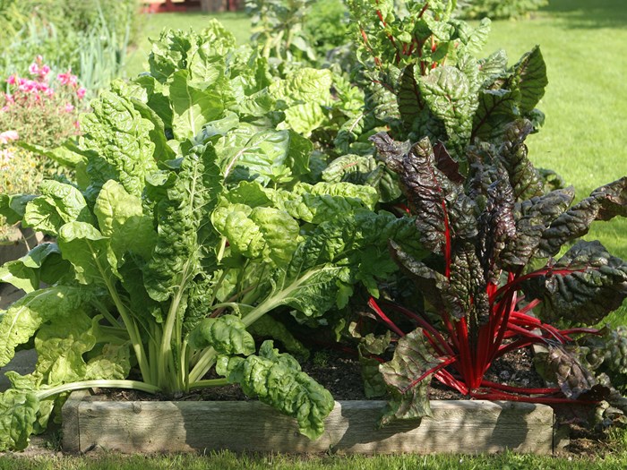 Bladbeder Foto: Karna Maj