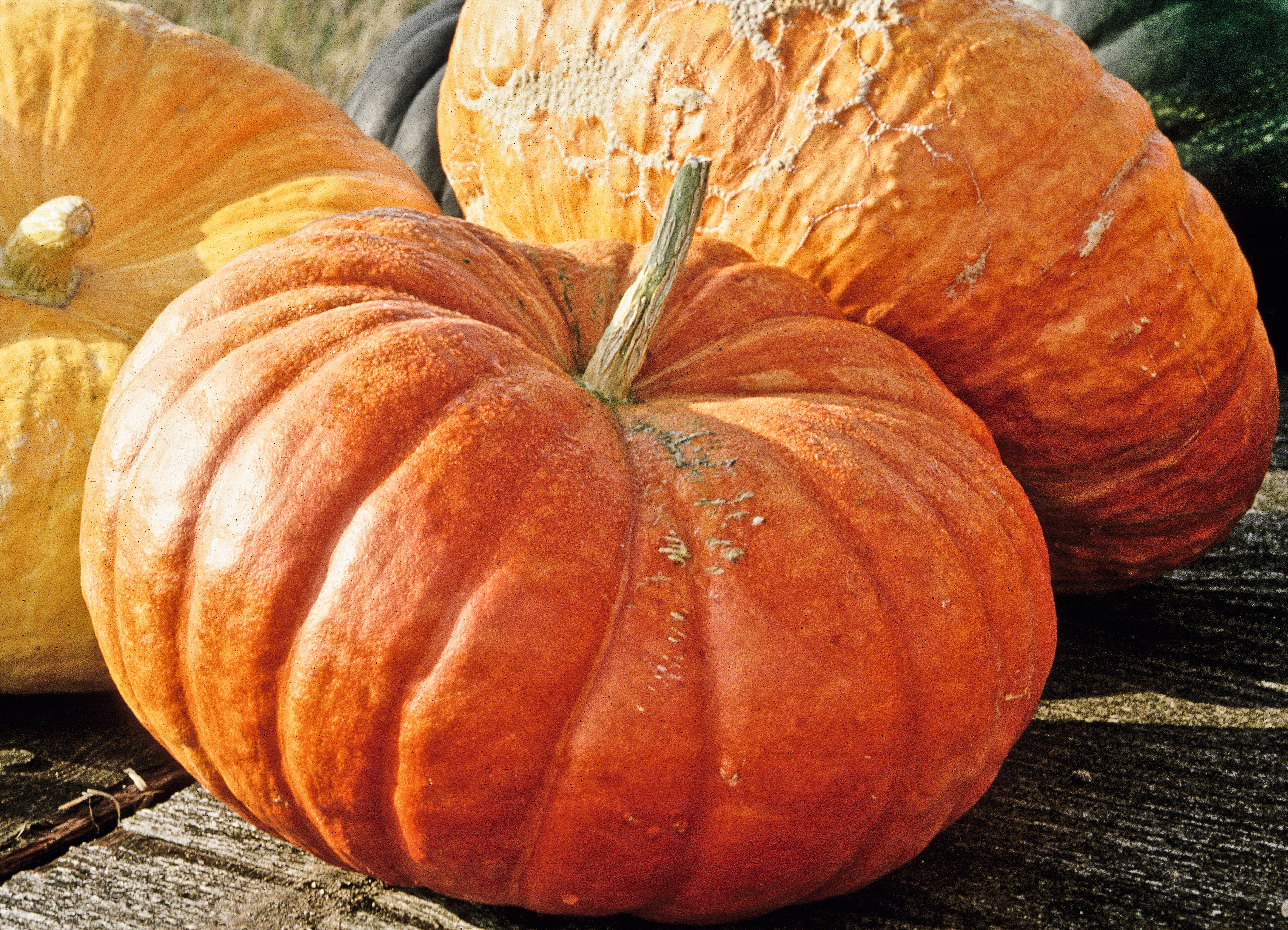 'Rouge Vif d'Etampes' græskar  Foto: Maren Korsgaard