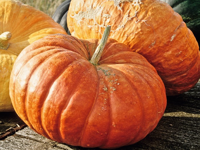 'Rouge Vif d'Etampes' græskar Foto: Maren Korsgaard