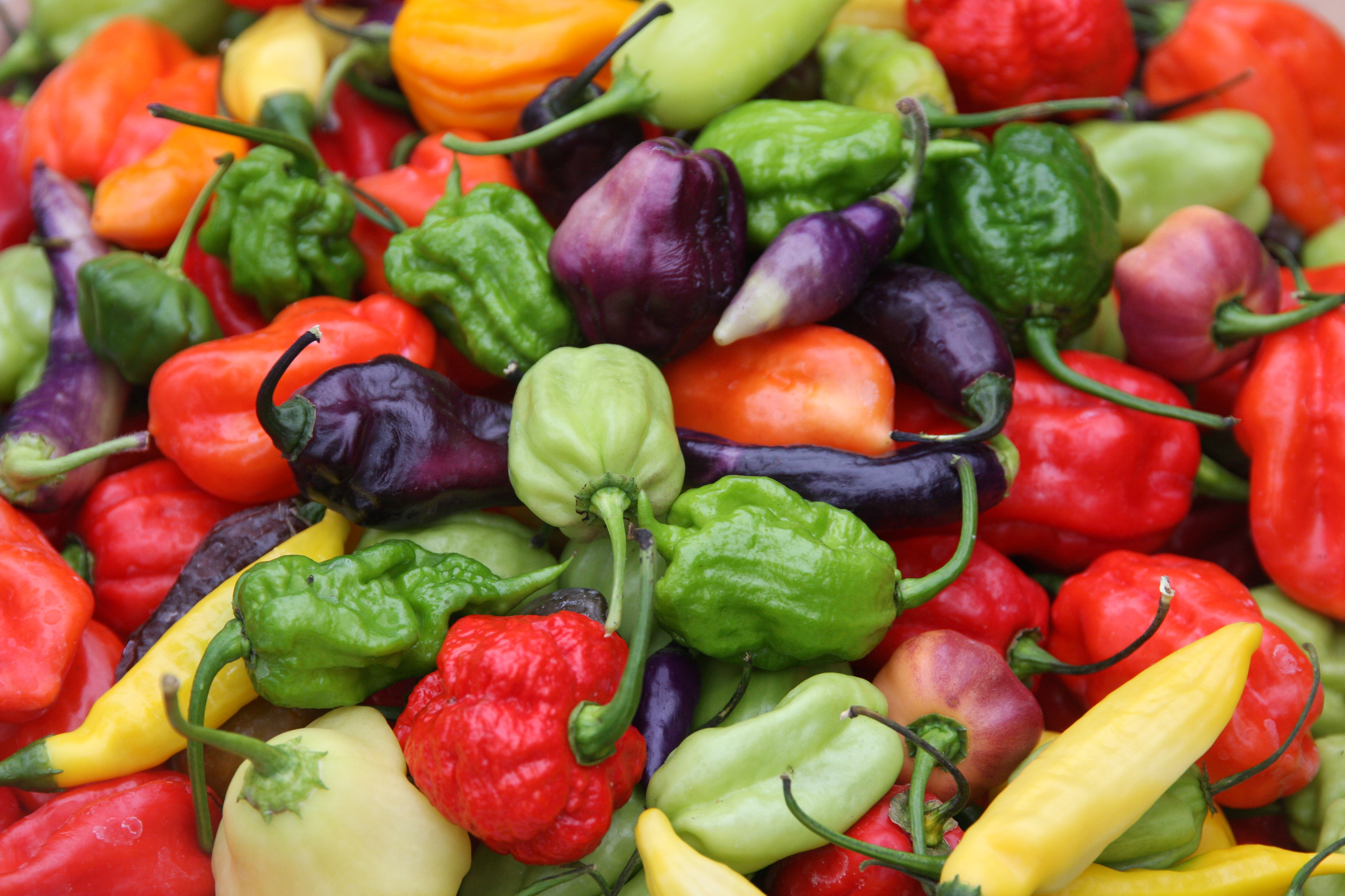 Chili i mange farver og former. Foto: Ukendt kilde