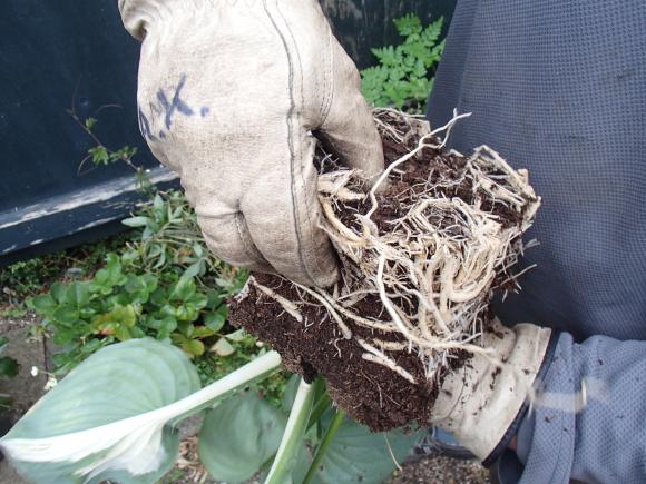 Løsning af rødder på hosta. Foto: Haveselskabet