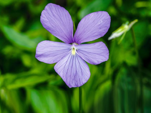 'Boughton blue' også kaldet 'Lady Scott' ligner de vilde hornvioler med sin smalle kronblade og aflange blomsterform. Foto: Birgit Husted Bendsten