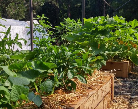 Højbede i køkkenhave med jorddække af halm. Foto: Pixabay