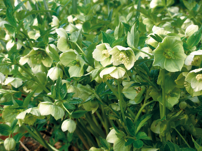 Hvid påskeklokke, Helleborus orientalis. Foto: Lisbeth Hvid