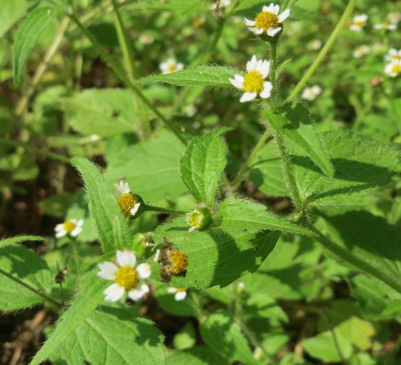 Kirtelkortstråle. Foto: Wikimedia