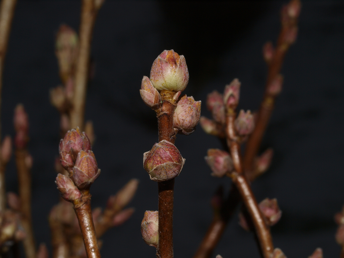 Solbærknop med solbærknopgalmide. Foto: Magnus Gammelgaard