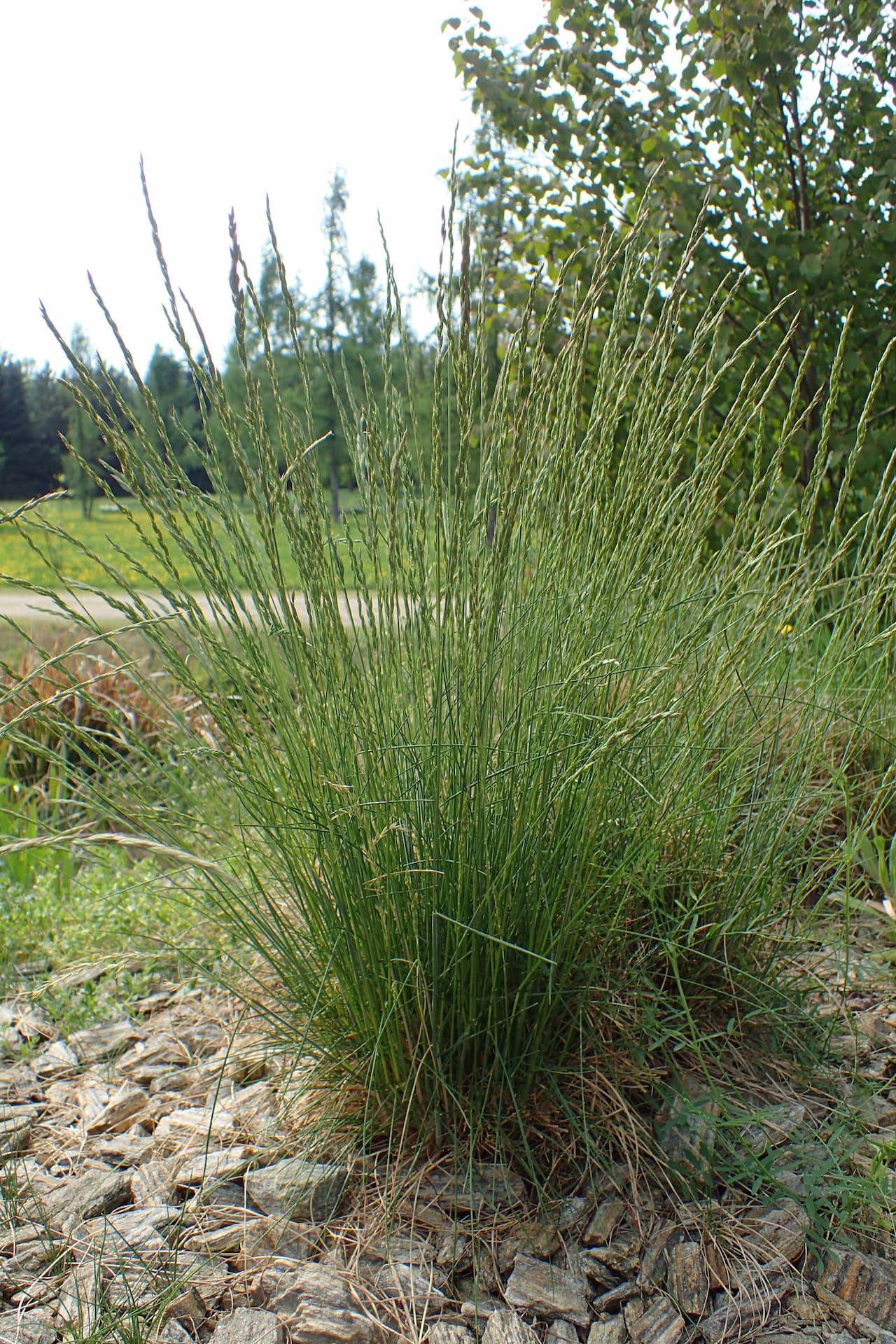 Fåresvingel er en hjemmehørende græs. Haveselskabet