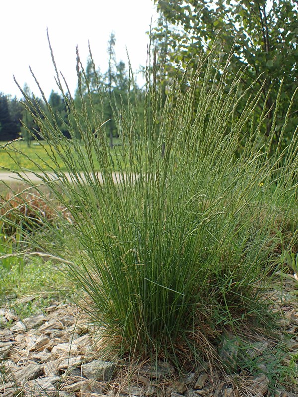 Fåresvingel er en hjemmehørende græs. Haveselskabet